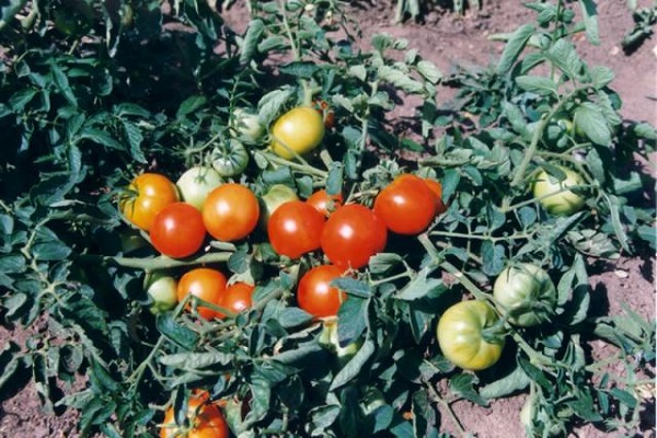 gruta de tomate