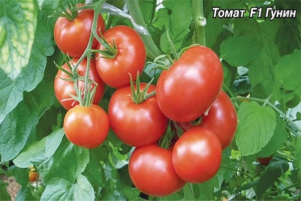 anak benih tomato