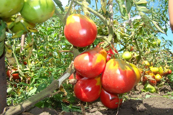 tomate Ivan Kupala