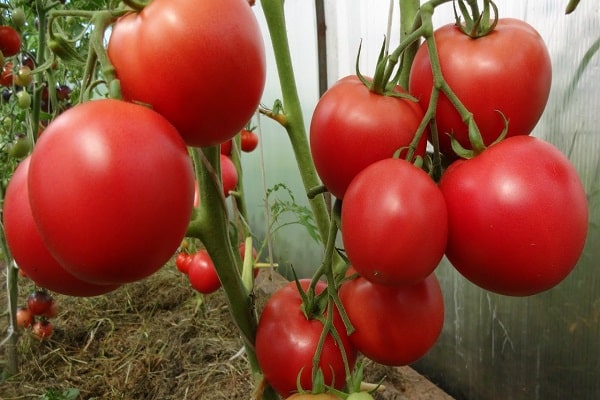 tomate abondante