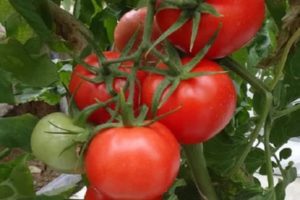 Description de la variété de tomate Izobilny F1, ses caractéristiques