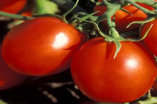 variedad de ensalada