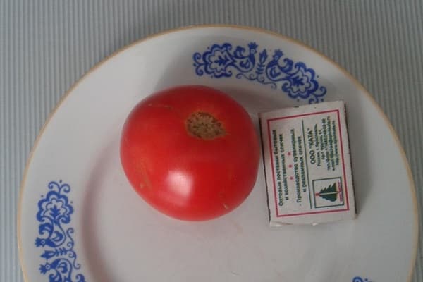 cyprès comme la tomate