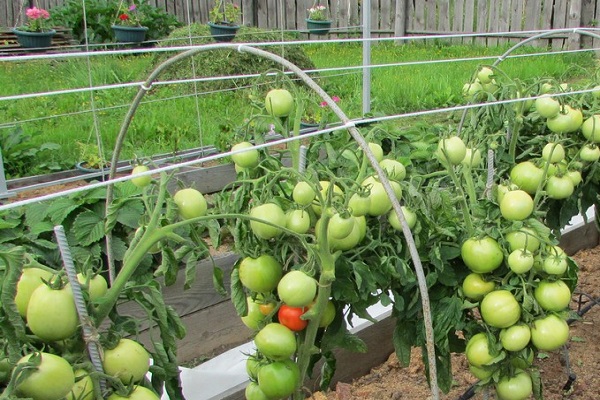 cyprès de tomate