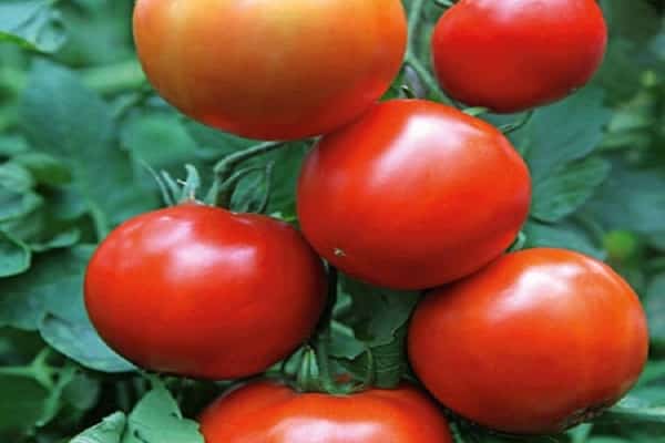 large tomatoes