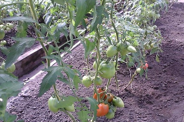 las verduras varían