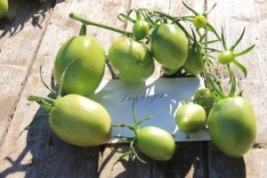 Description of the trump tomato variety, features of cultivation and care