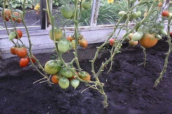 tomates frescos