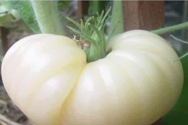 les tomates aiment