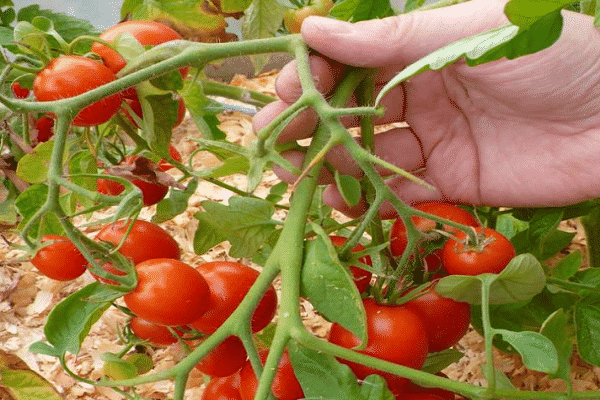 Leningrad early ripening