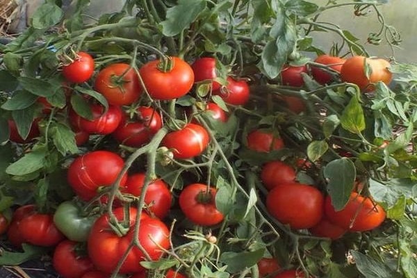 ultra-early ripening variety