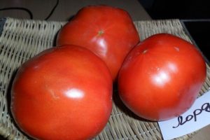 Descripción de la variedad de tomate Lord, características de cultivo y cuidado.