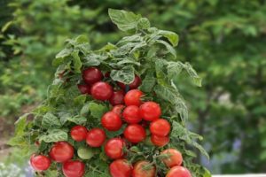 Descripción de la variedad de tomate Lukoshko en la ventana, su cultivo.