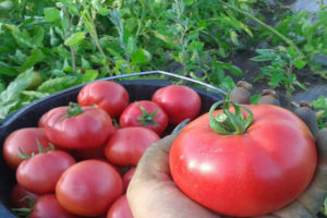 Description de la variété de tomate Lvovich, ses avantages et ses inconvénients