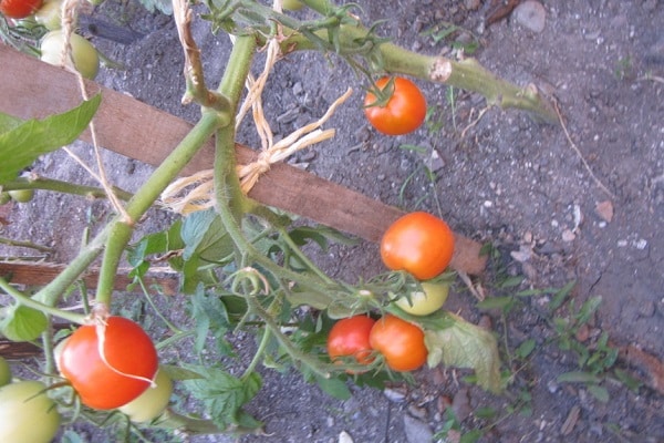 varieti tomato