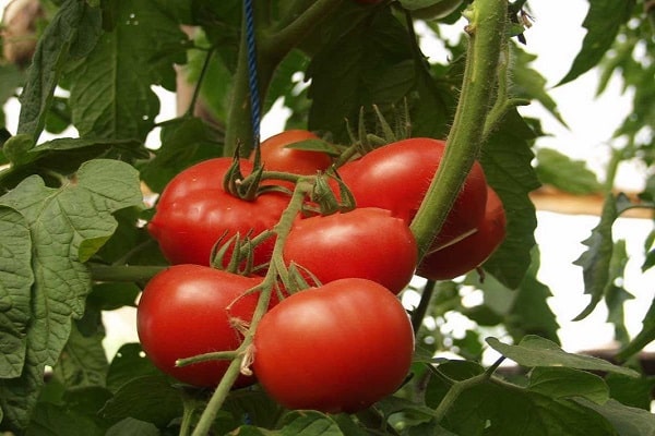 comerciabilidad de frutas