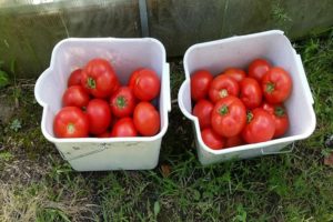 Description de la variété de tomate Malika, caractéristiques de culture et d'entretien