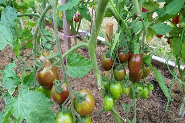 rendement de tomate