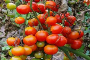 Descripción de la variedad de tomate My joy, características de cultivo y cuidado.