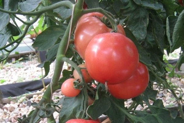 varieti tomato