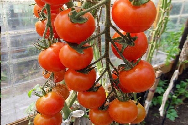 tomato bersaiz sederhana