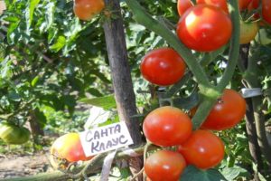 Descripción de la variedad de tomate Santa Claus, creciendo y cuidándolo.