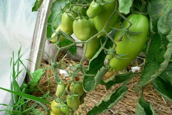 tomato beauty