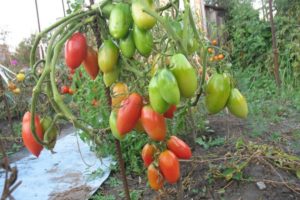 Description de la variété de tomate Northern Beauty, sa culture et ses soins