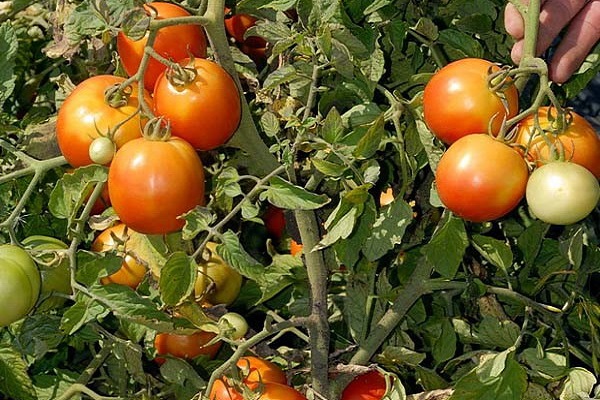 shiva tomato