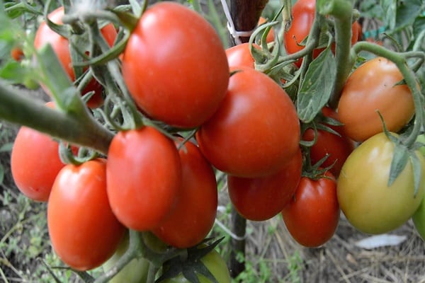 blanks from tomatoes