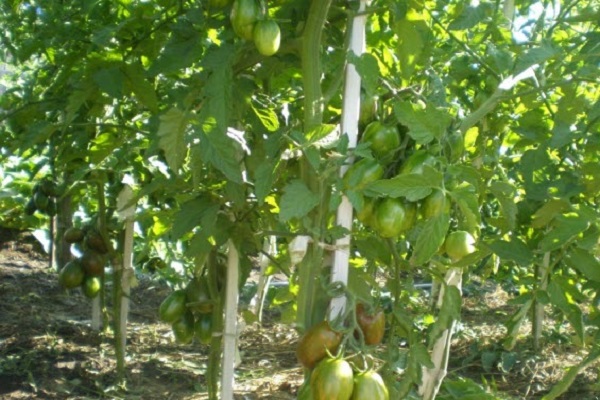 unripe tomatoes