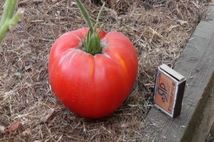 Características y descripción de la variedad de tomates Fat monk