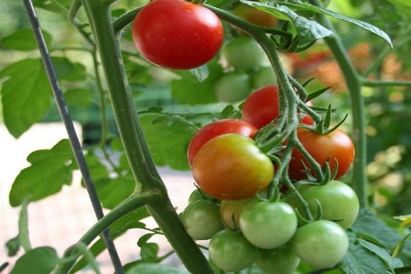 salade de tomates