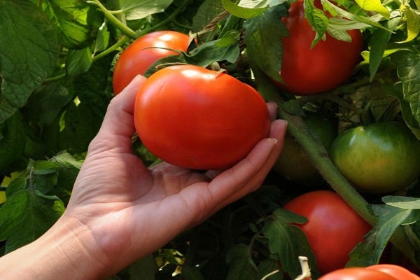 Tomato Toptyzhka