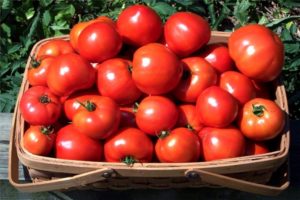 Description de la variété de tomate Toptyzhka, ses caractéristiques et sa culture