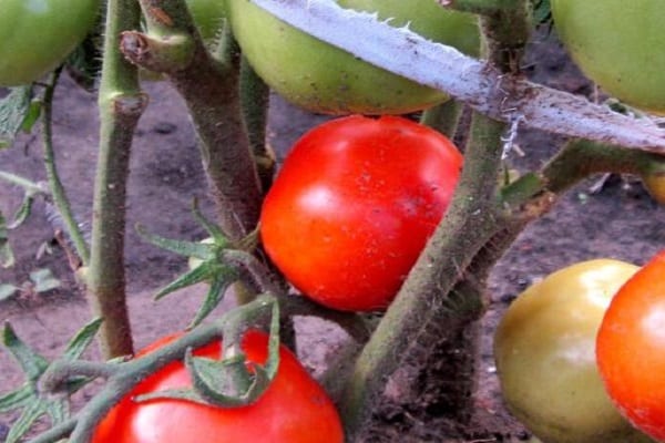 tomate légèrement côtelée