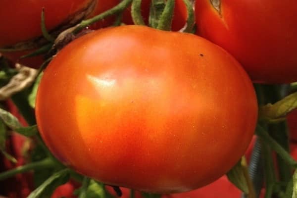 Penerangan mengenai varieti tomato, penanaman dan penjagaan