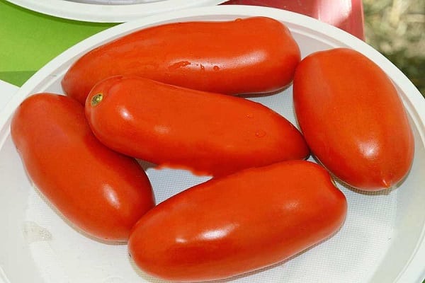 Tomate Ulysse