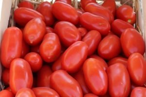 Description of the Ulysse tomato variety, features of cultivation and care