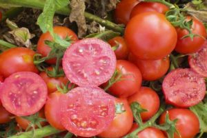 Description of the Uno Rosso tomato variety, its characteristics and yield