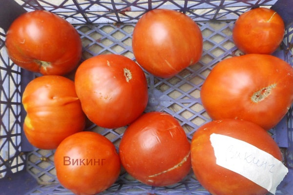 tomate suédoise