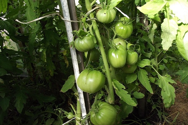 les tomates ont