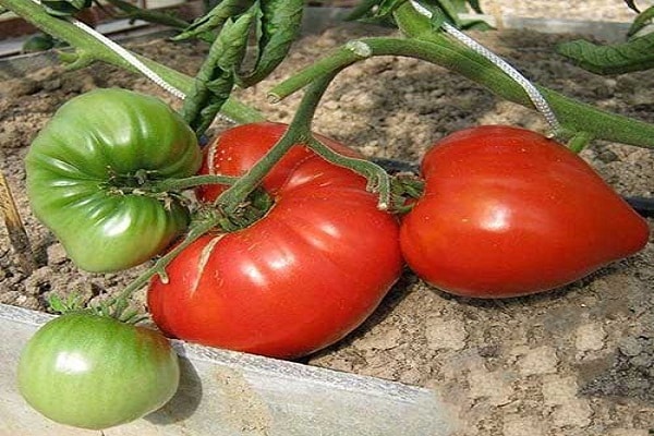 les tomates mûrissent