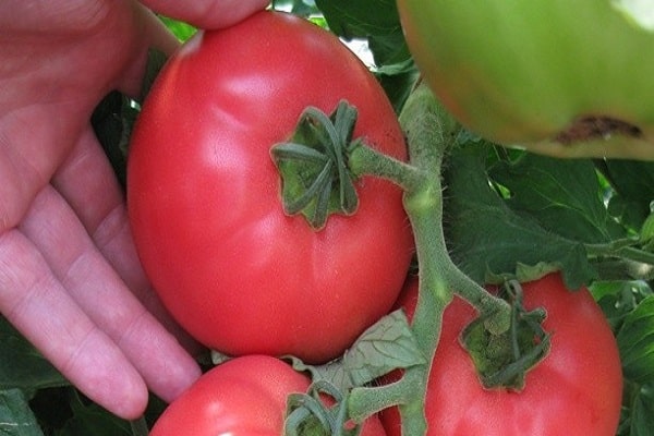 tomates de frutos grandes