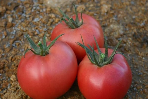 résistance au froid de la variété