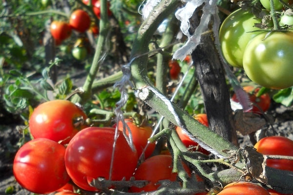 luxation des plantes