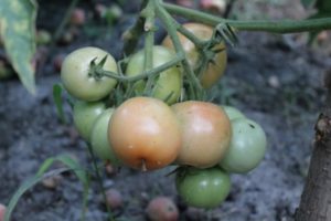 Ciri-ciri varieti tomato Cinderella, ciri penanaman