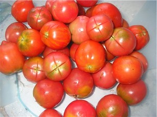 penampilan tomato ladang kolektif