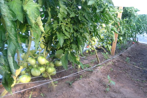 les buissons de tomates rose de Crimée