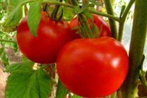 Description de la variété de tomate Brother 2 f1, culture et rendement